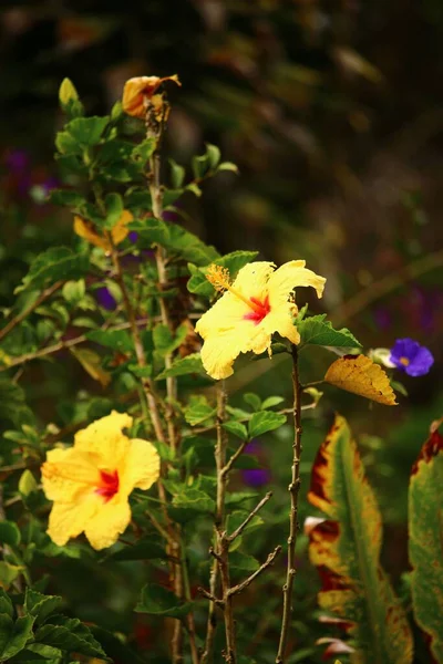 在一个阳光灿烂的花园里 由美丽的黄花和绿叶组成的特写镜头 — 图库照片