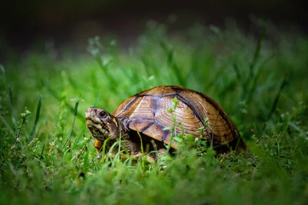 一只陆龟在草丛中的特写镜头 — 图库照片
