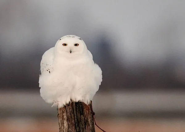 Closeup Shot Perched Snowy Owl — Stock Photo, Image