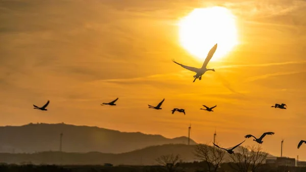 Silhouettes Flock Swans Flying Golden Sunset Hills Background — Stock Photo, Image