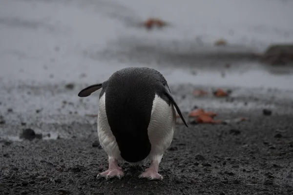 Pinguim Bonito Arranhando Antártida Cercado Por Neve Névoa Dia Sombrio — Fotografia de Stock