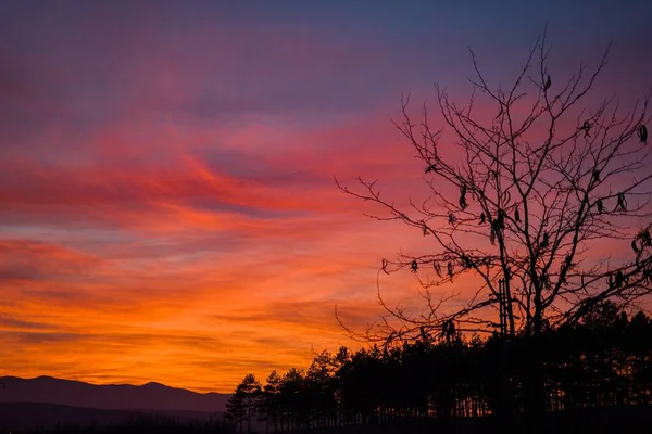 Dramatický Pohled Oblohu Při Západu Slunce Siluety Stromů Proti Purpurovým — Stock fotografie