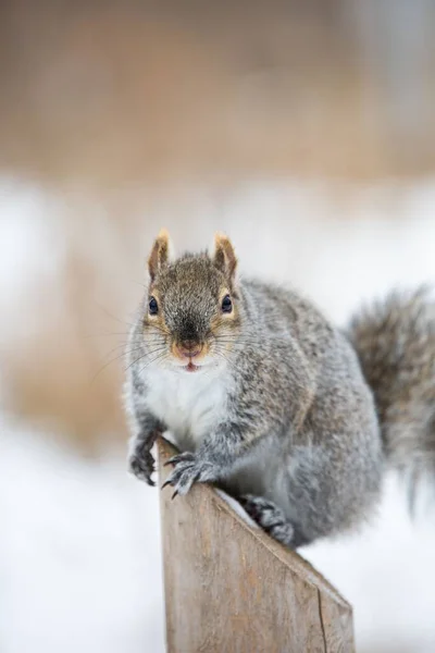 Eine Vertikale Nahaufnahme Eines Eichhörnchens Das Sich Auf Einer Holzoberfläche — Stockfoto