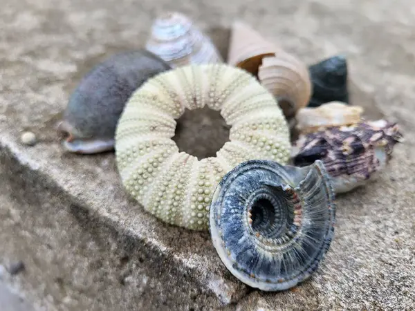 Einige Schöne Muscheln Strand — Stockfoto
