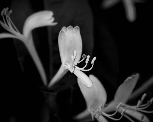 庭の美しい花の灰色のクローズアップショット — ストック写真