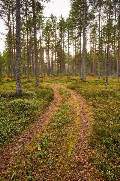 Plan Vertical Long Sentier Terre Travers Une Belle Forêt Verte — Photo