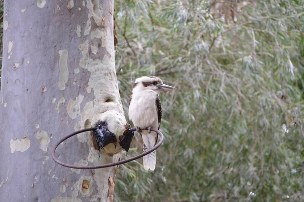 Αυστραλιανή Άγρια Ζωή Πουλιών Στην Αυστραλία — Φωτογραφία Αρχείου