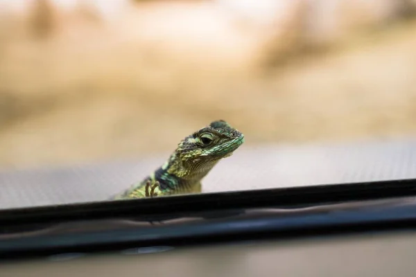 Selective Focus Blue Spiny Lizard Glass Zoo — Stock Photo, Image