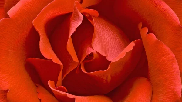 Крупним Планом Пелюстки Червона Троянда — стокове фото