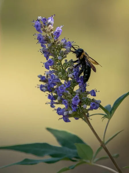 Ένα Κάθετο Κοντινό Πλάνο Μιας Μέλισσας Που Γονιμοποιεί Ένα Λουλούδι — Φωτογραφία Αρχείου