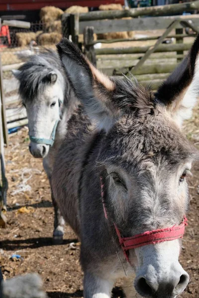 A vertical closeup shot of a donkey walking in the front of another donkey with a red muzzle