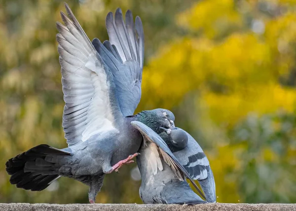 배경을 배경으로 춤추는 마리의 비둘기 — 스톡 사진
