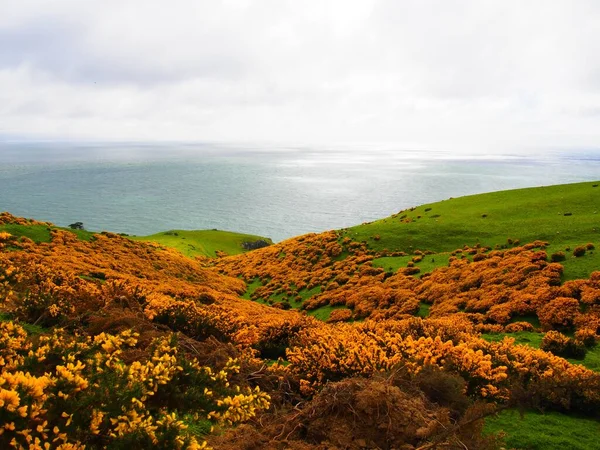 Zbliżenie Dunedin Krajobraz Morski Kamieniami Plaży Pokrytej Trawą — Zdjęcie stockowe