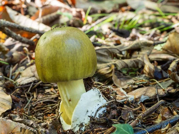 Gros Plan Une Casquette Mortelle Toxique Amanita Phalloides Dans Forêt — Photo
