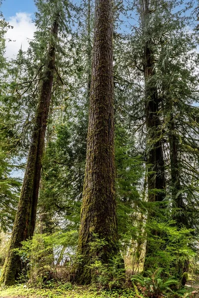 Een Verticaal Schot Van Hoge Bomen Het Bos Onder Blauwe — Stockfoto