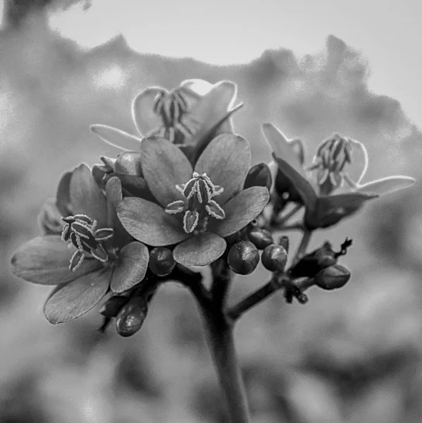 Eine Graustufen Nahaufnahme Von Schönen Blühenden Blumen Einem Garten — Stockfoto