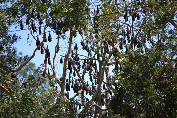 Raposas Voadoras Penduradas Árvore — Fotografia de Stock