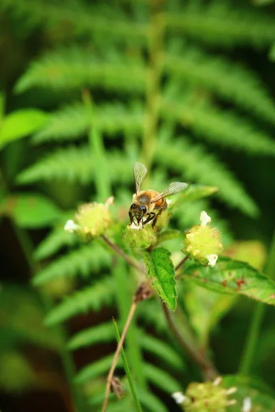 Függőleges Közelkép Egy Aranyos Kis Méh Gyűjtése Nektár Kis Virágok — Stock Fotó