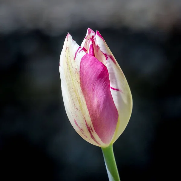 Gros Plan Une Belle Tulipe Violette Blanche — Photo