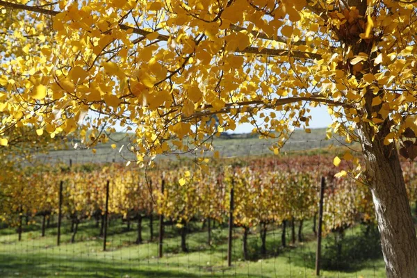 Vacker Vingård Napa Valley Solig Dag Hösten — Stockfoto