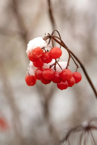 눈덮인 열매가 나뭇가지를 수직으로 — 스톡 사진