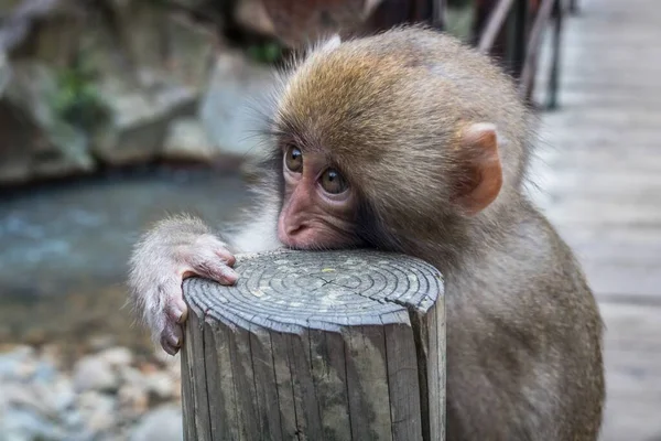 Een Jonge Japanse Macaque Bijtend Een Houten Vlak Een Dierentuin — Stockfoto