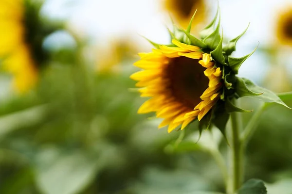 Eine Nahaufnahme Schöner Sonnenblumen Mit Leuchtend Gelben Blütenblättern Und Grünen — Stockfoto