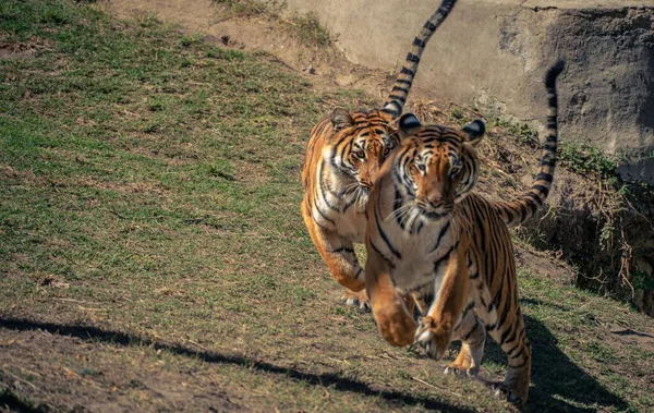 Three Royal Bengal Tigers Guadalajara Zoo Acted Very Energetic Curious — Stock Photo, Image