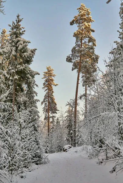 Вертикальный Снимок Высоких Деревьев Покрытых Снегом Лесу — стоковое фото