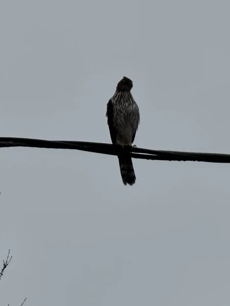 暗い空に向かってワイヤーの上に休んでいる鷹のAcipitrinae の垂直ショット — ストック写真