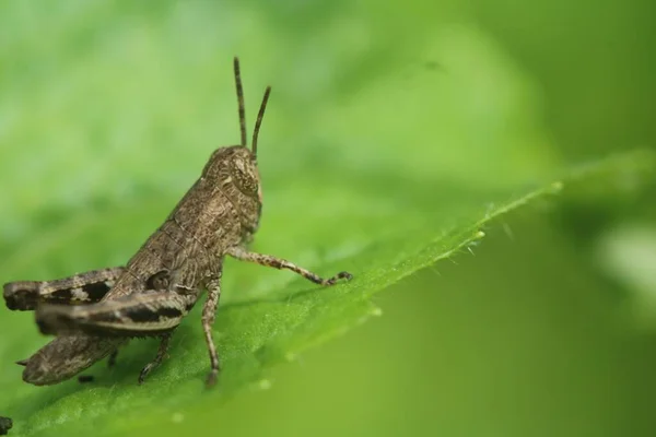 Closeup Short Horned Grasshopper Pezotettix Giornae Green Leaf — Stock Photo, Image