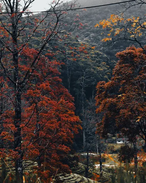 Een Verticaal Schot Van Bomen Groeiend Een Heuvel Het Platteland — Stockfoto