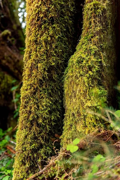 Tiro Vertical Das Árvores Altas Cobertas Com Musgo Floresta Verde — Fotografia de Stock