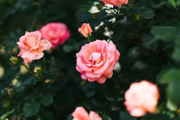 Güzel Bir Açık Pembe Çin Gül Çalısı Olan Rosa Chinensis — Stok fotoğraf