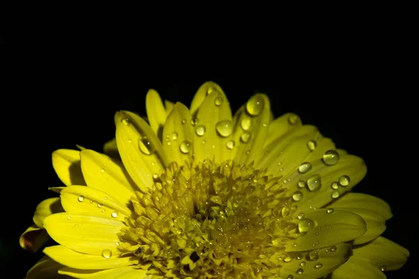 Egy Közeli Felvétel Víz Csepp Egy Sárga Százszorszép Virág Ellen — Stock Fotó