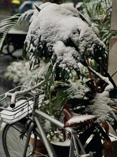 Вертикальный Снимок Велосипеда Плавучего Растения Покрытого Снегом Красивый Зимний Фон — стоковое фото