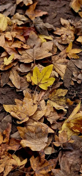 Ein Vertikaler Schuss Brauner Herbstblätter Fiel Auf Den Boden — Stockfoto