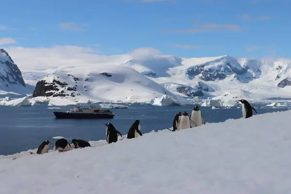 Grupp Söta Små Pingviner Går Uppför Kulle Antarktis Med Ett — Stockfoto