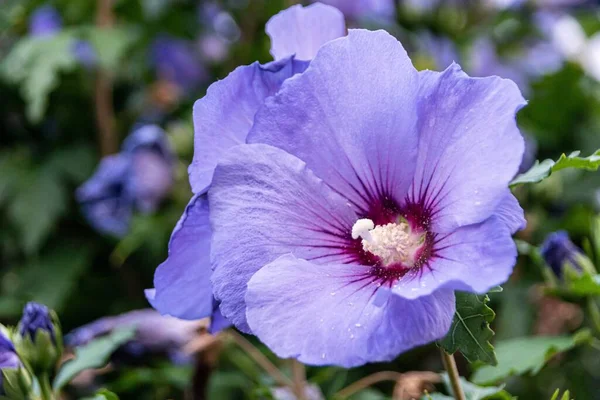 Close Shot Purple Hibiscus Booming Garden — Stock Photo, Image