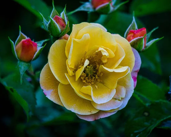 Ένα Κοντινό Πλάνο Ενός Ανθισμένου Κίτρινου Λουλουδιού Μπουμπούκια Στον Κήπο — Φωτογραφία Αρχείου