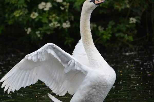 Cisne Branco Tentando Voar Enquanto Nadava Lago Plantas Desfocadas Fundo — Fotografia de Stock