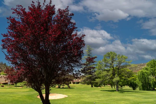 Una Ciruela Hoja Púrpura Campo Golf Sedona Día Soleado — Foto de Stock