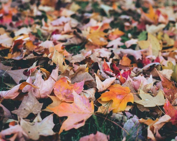 Zbliżenie Suszonych Liści Ziemi Jesienią — Zdjęcie stockowe
