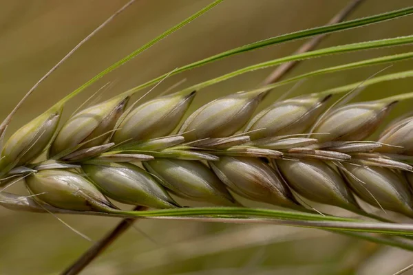 小麦の耳の閉鎖的なショット — ストック写真