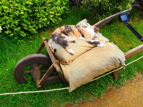 Gatto Calico Sdraiato Sul Cuscino Una Carriola Legno Con Ruota — Foto Stock