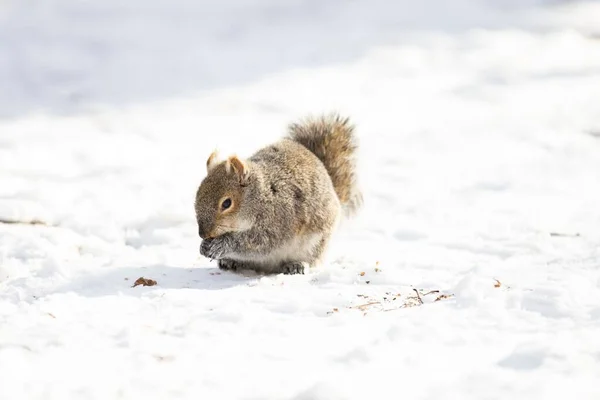 Eine Aufnahme Eines Eichhörnchens Das Etwas Frisst Während Auf Dem — Stockfoto