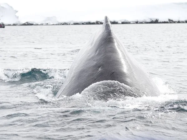 Une Baleine Apparaissant Dessus Surface Une Mer Calme Sous Soleil — Photo