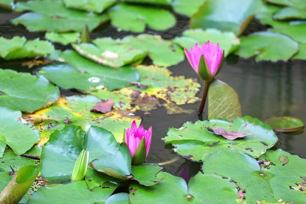 池の表面にピンク色の睡蓮とその緑の葉のクローズアップショット — ストック写真