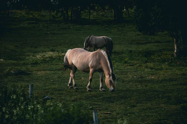 Sepasang Kuda Kecil Yang Lucu Makan Rumput Lapangan Hijau Yang — Stok Foto