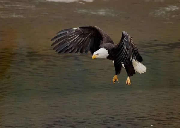 Closeup Shot Flying Bald Eagle — Stock Photo, Image